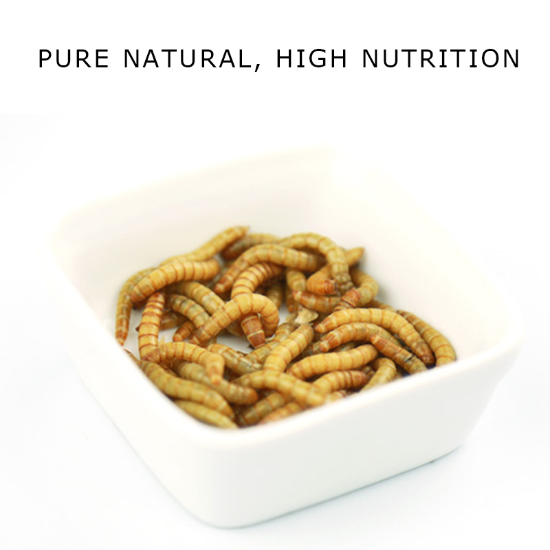 For SaleWild Bird Food supplier Microwave Dried Mealworms 
